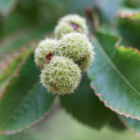 Allegheny Chinkapin, Dwarf Chestnut