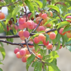 Chickasaw Plum