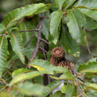 Gobbler Sawtooth Oak