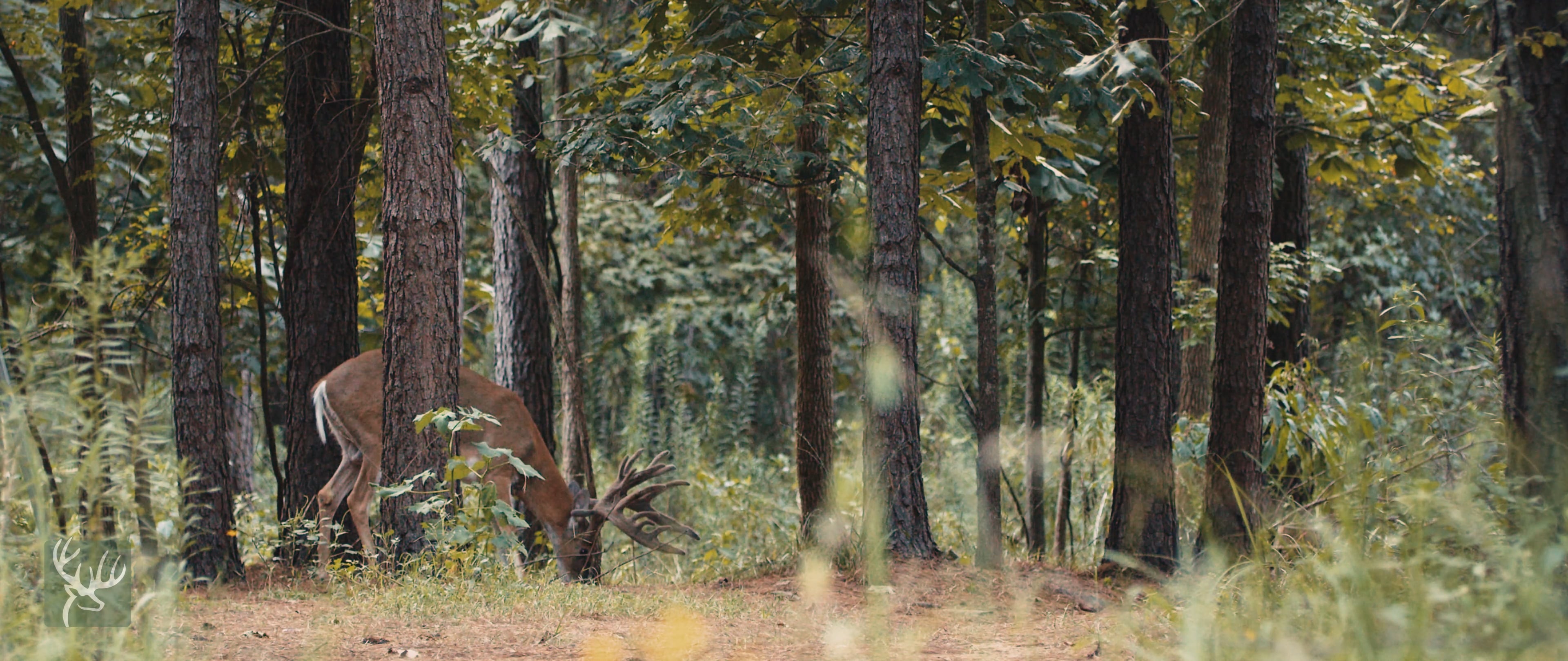 A White tail deer eating vegetation in the woods of South Texas