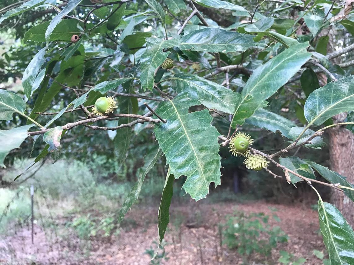 How Do You Determine What The Acorn Crop Will Be This Year?