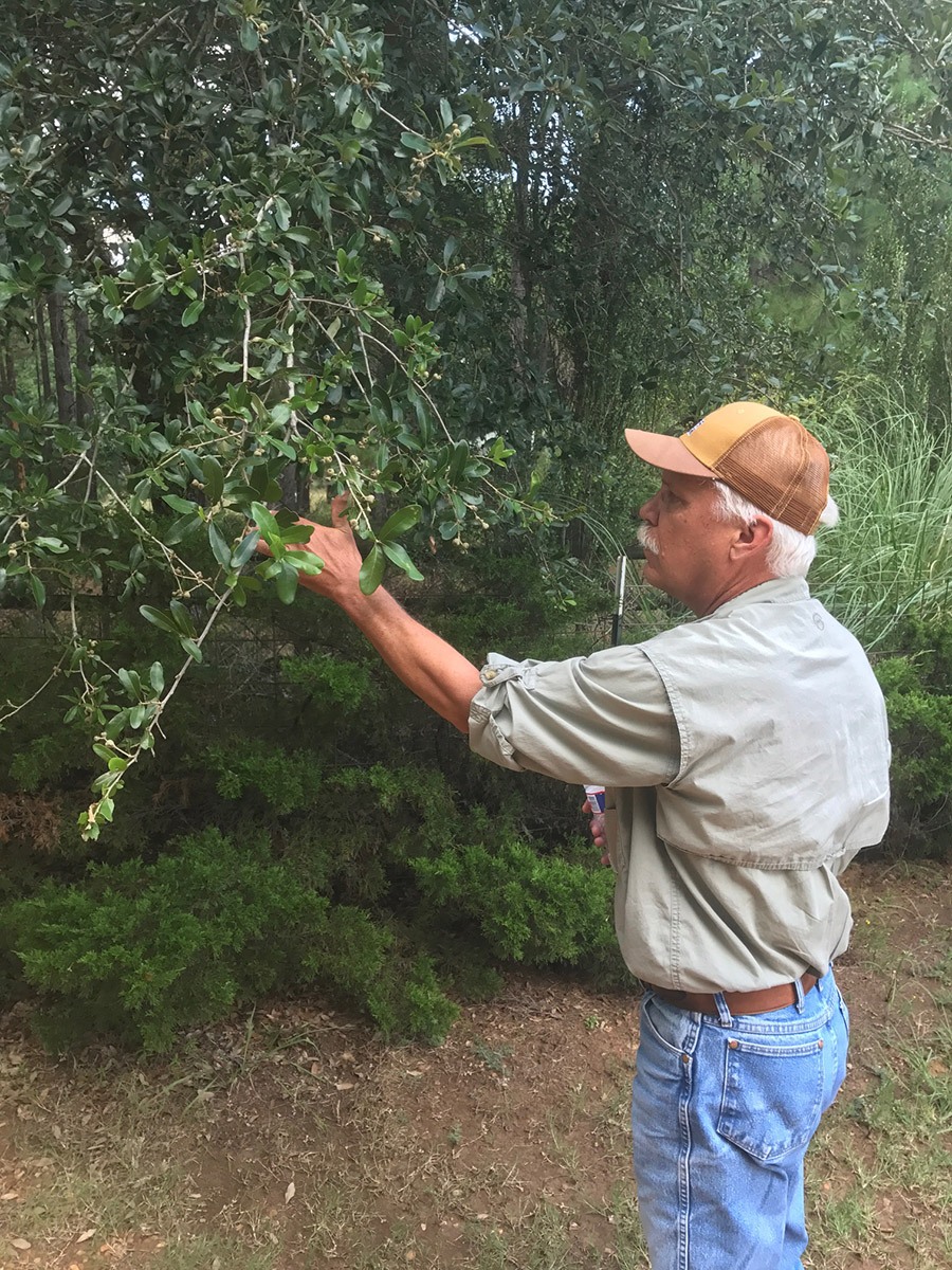 Acorn Crop tips and tricks for attracting deer