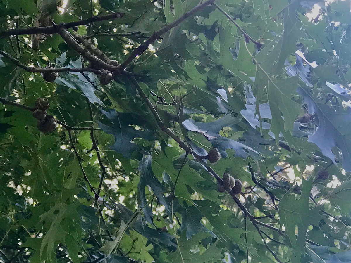 Acorns on a tree. These are important winter food sources for deer.