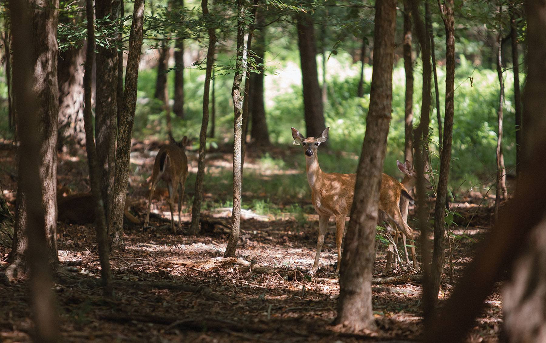 Wildtree | Summer deer up close