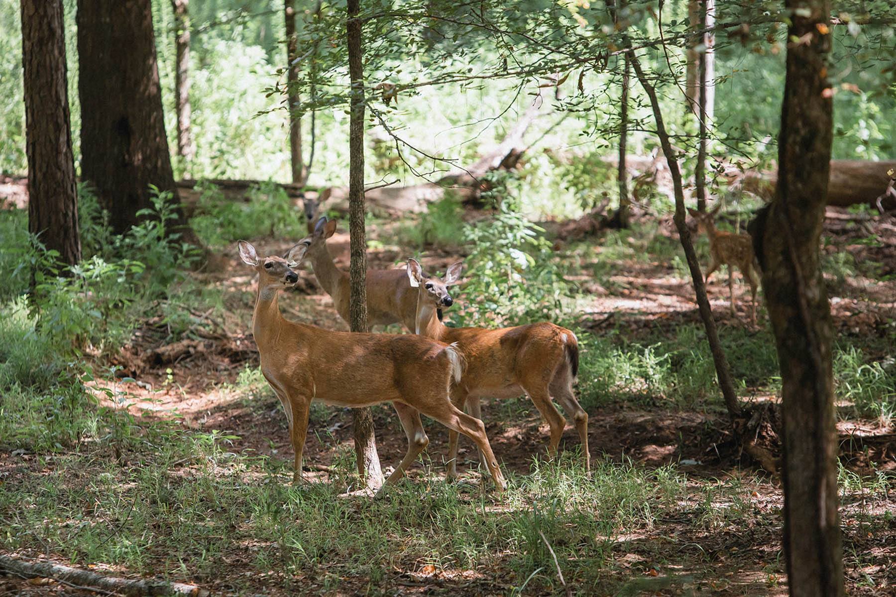 Four Keys to Maintain Your Deer Orchard