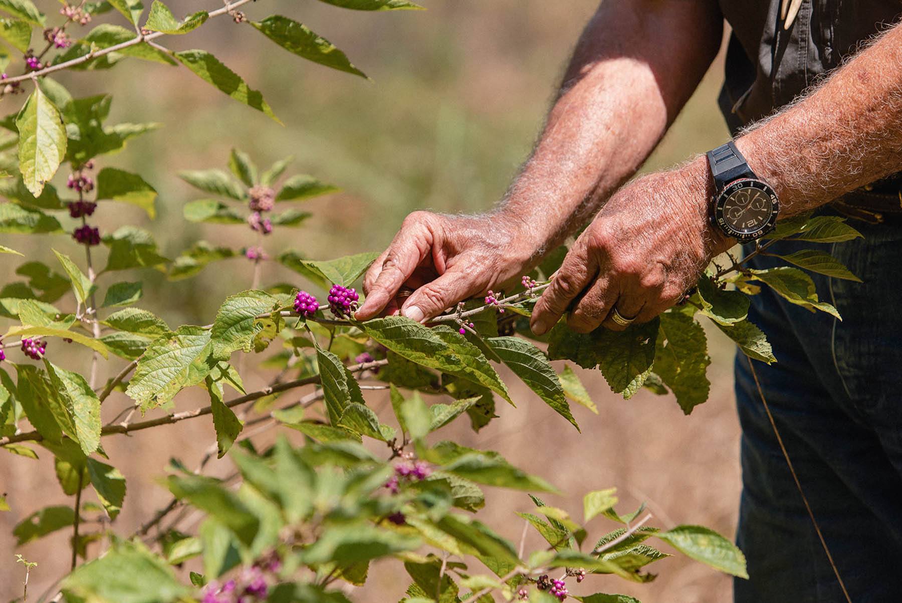 Wildtree | Summer berries on the vine that deer love