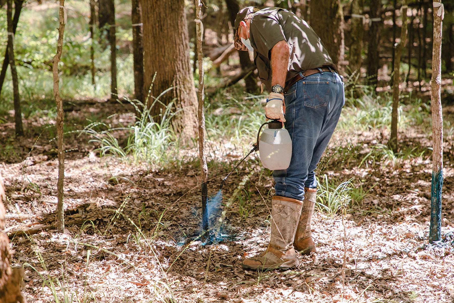 Spraying trees to avoid insects