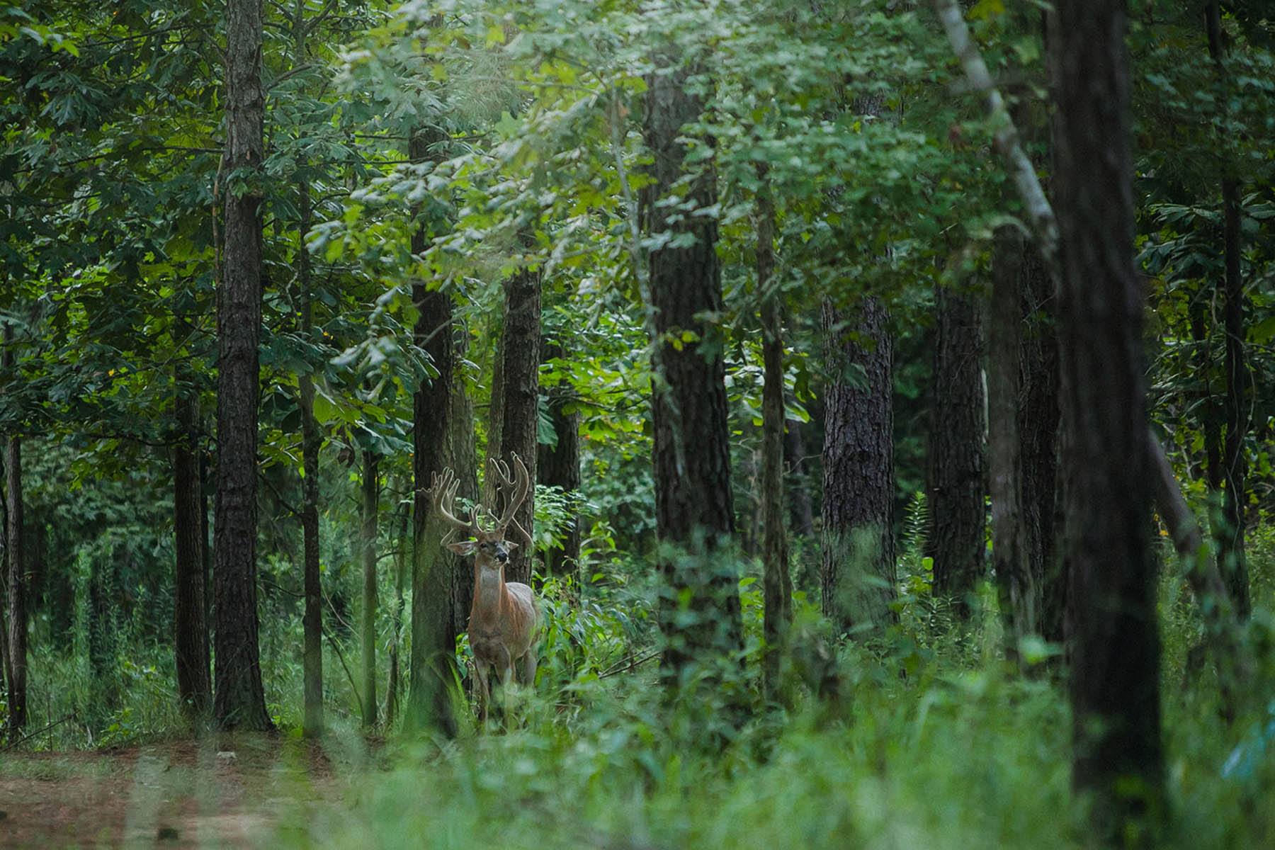 Deer with fresh antler