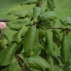 Details of the Mexican Plum Plant and Leaves