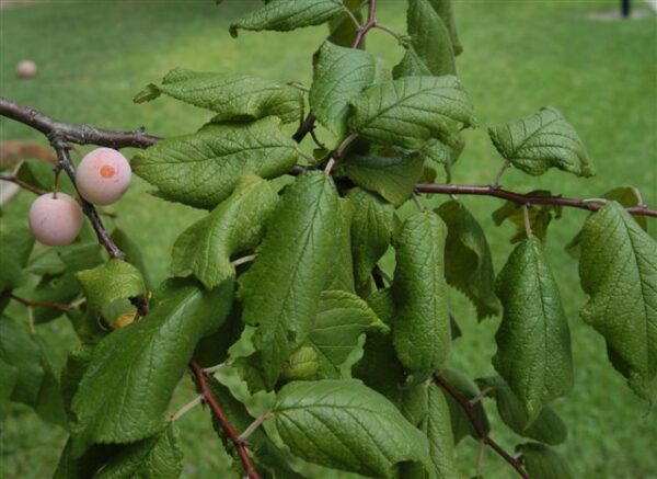 Details of the Mexican Plum Plant and Leaves