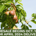 Southern Bartlett Pear