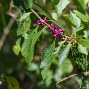 American Beautyberry Is A Top Deer Attracting Plant.
