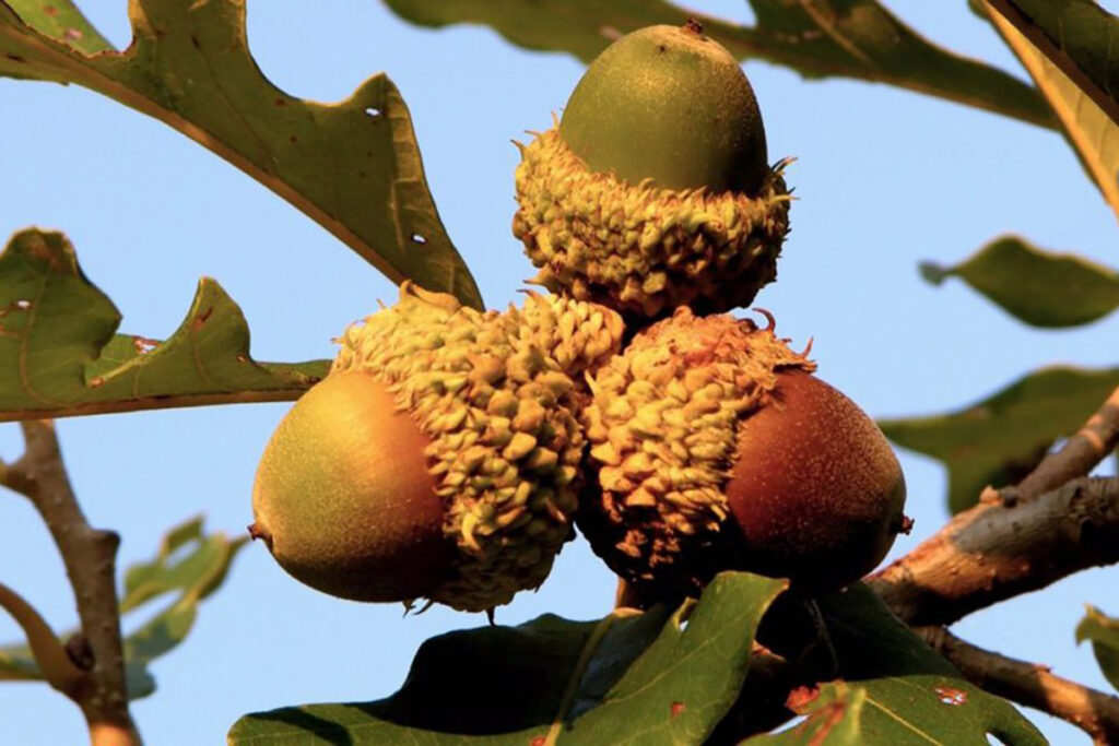 Bur Oak bur oak acorns Close Up