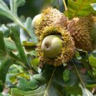 Bur Oak Tree for sale oak acorns