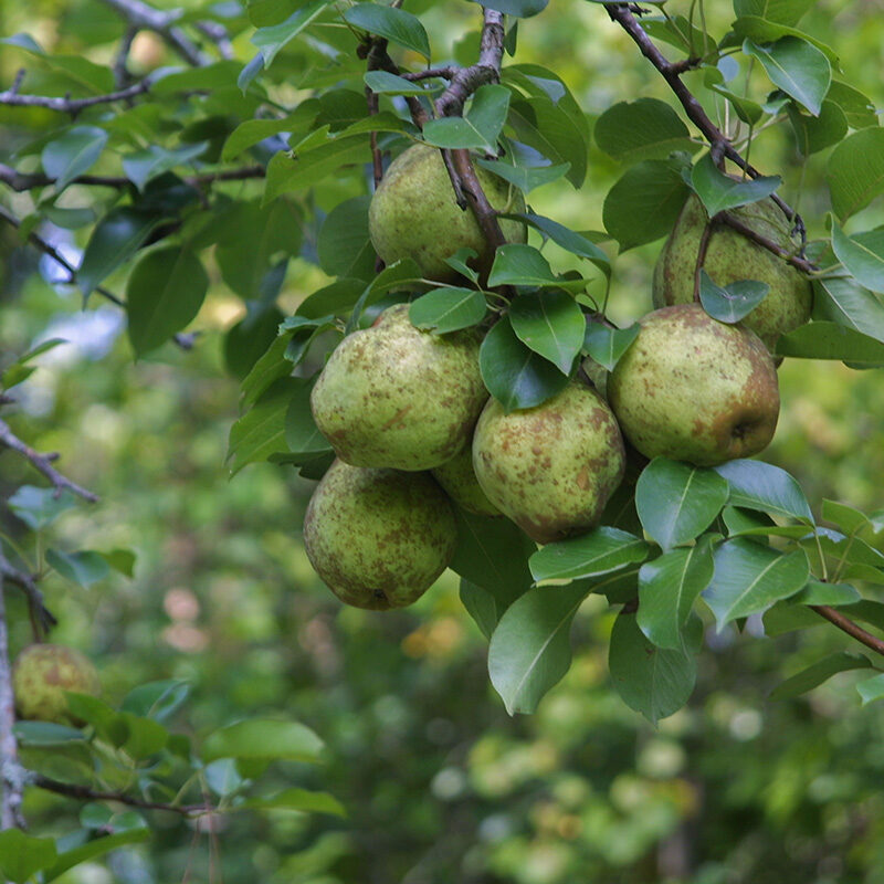 triumph persimmon tree for sale