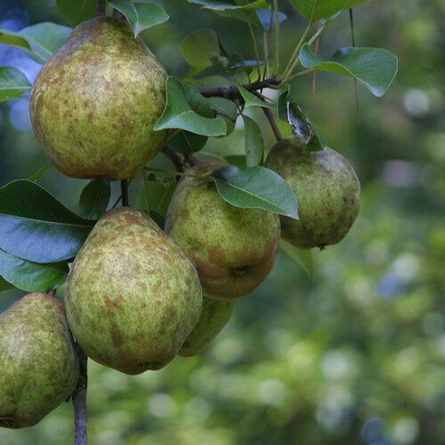 Kieffer Pear Trees For Sale | Wildtree.co Wildlife Nursery