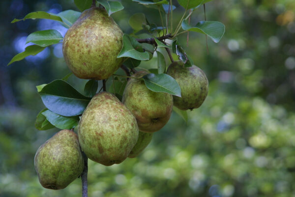 Kiffer Pear tree for attracting deer to your property