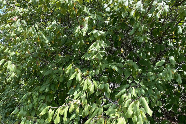 Mexican Plum Tree for Sale