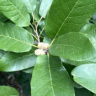 Monterrey Oak Leaves Close Up
