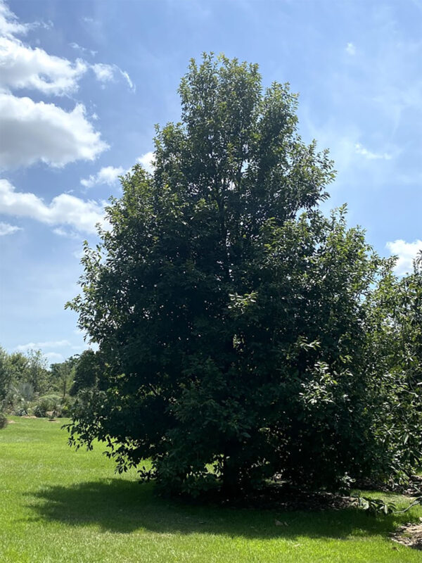 Monterrey Oak Tree for Sale