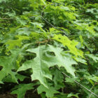 Nuttail Oak Leaves Close Up