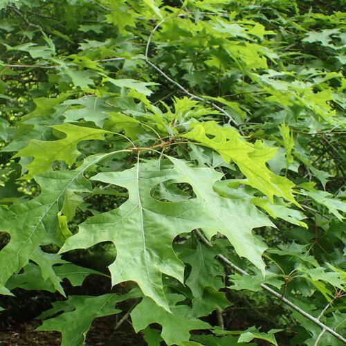 Shumard Oak Trees For Sale | Wildtree.co Native Tree & Plant Nursery