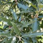 Mexican Oak leaves and acorns seen up close