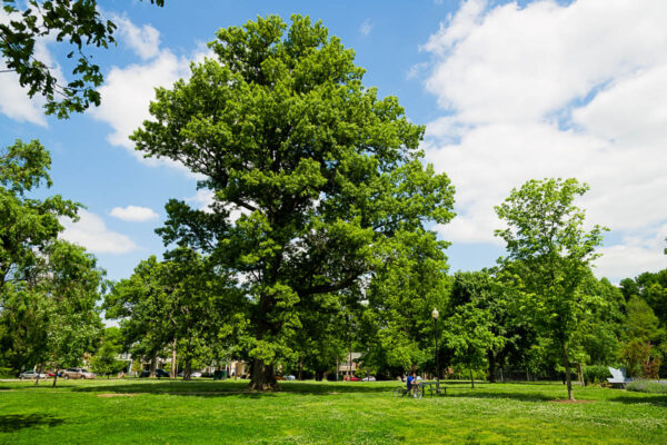 Huge Shumard Oak Tree in a park showing its mighty