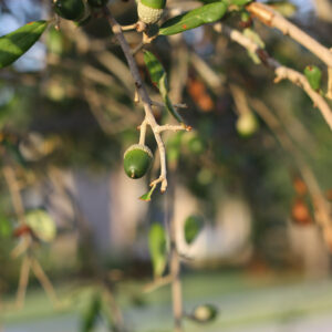 Southern Live Oak with a focus on branch with acorns