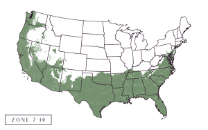 Monterrey Oak Trees | Landscape for Deer & Wildlife with Wildtree