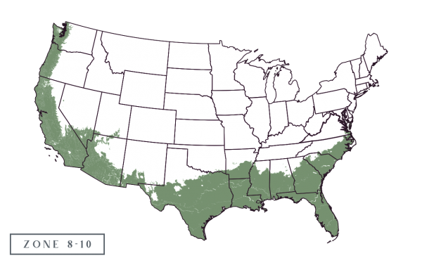 Wildtree Mexican Oak™ For Sale | Sold Exclusively at Wildtree