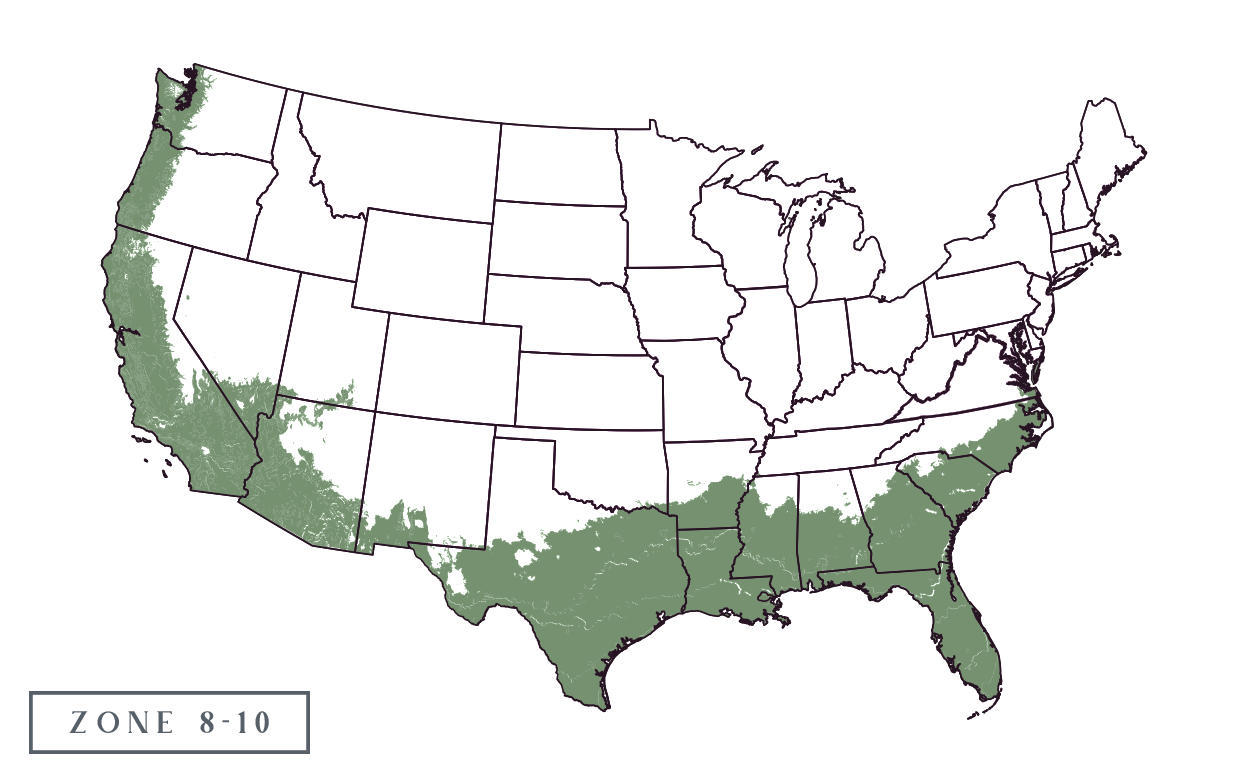 Wildtree Mexican Oak™ For Sale | Sold Exclusively at Wildtree