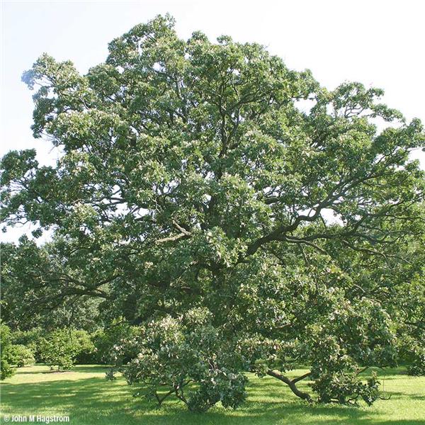 A truly giant Bur Oak tree for sale. | Buy and Grow with Wildtree.co