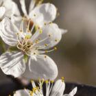 Mexican Plum tree for sale. Beautiful blooms at the very beginning of the Spring season.