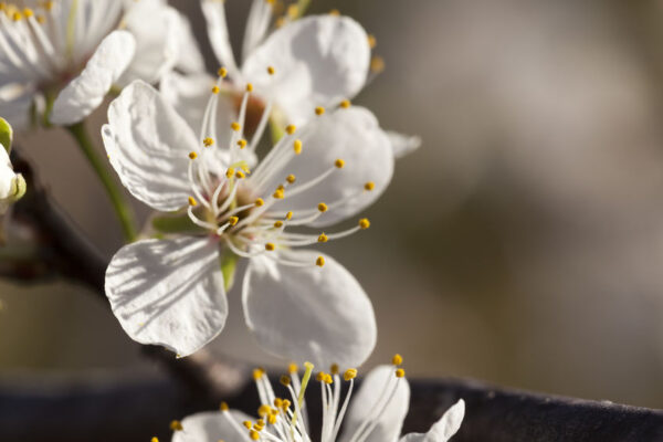 Mexican Plum tree for sale. Beautiful blooms at the very beginning of the Spring season.