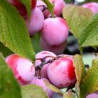 The Mexican Plum, colorful, tasty, and loved by deer and wildlife.