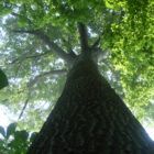 A very tall Shumard Oak tree for sale