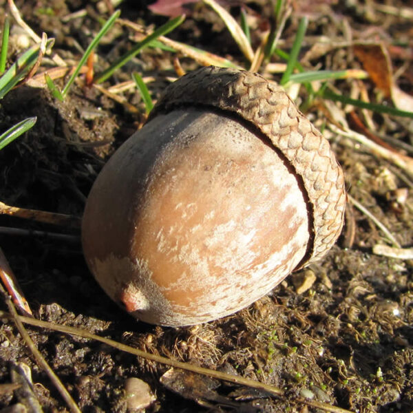 A freshly fallen acorn from a Shumard Oak