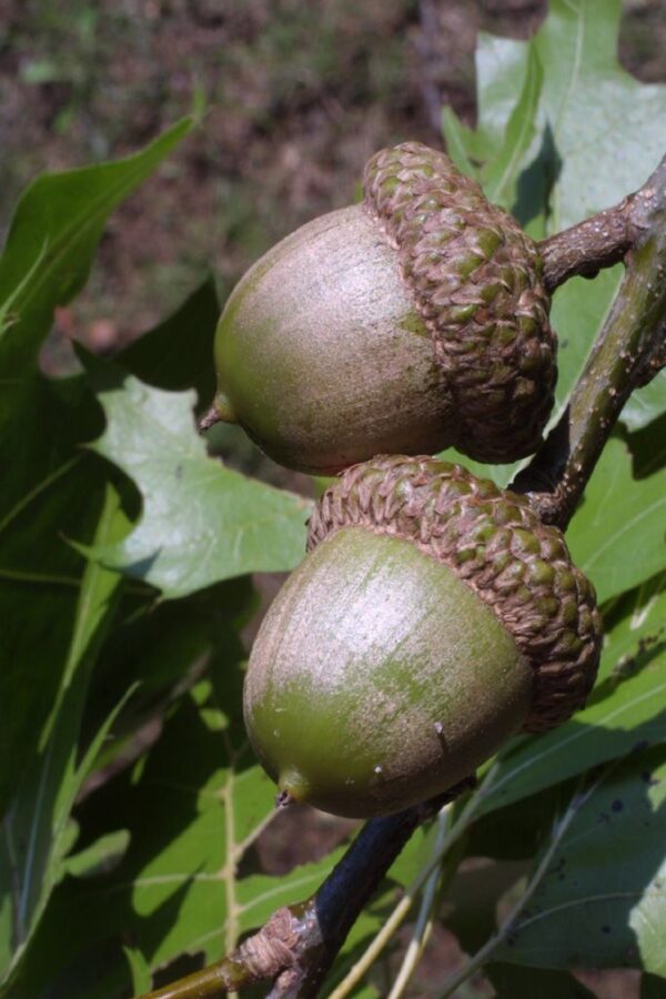 Growing and ripening acorns on a Shumard Oak for sale