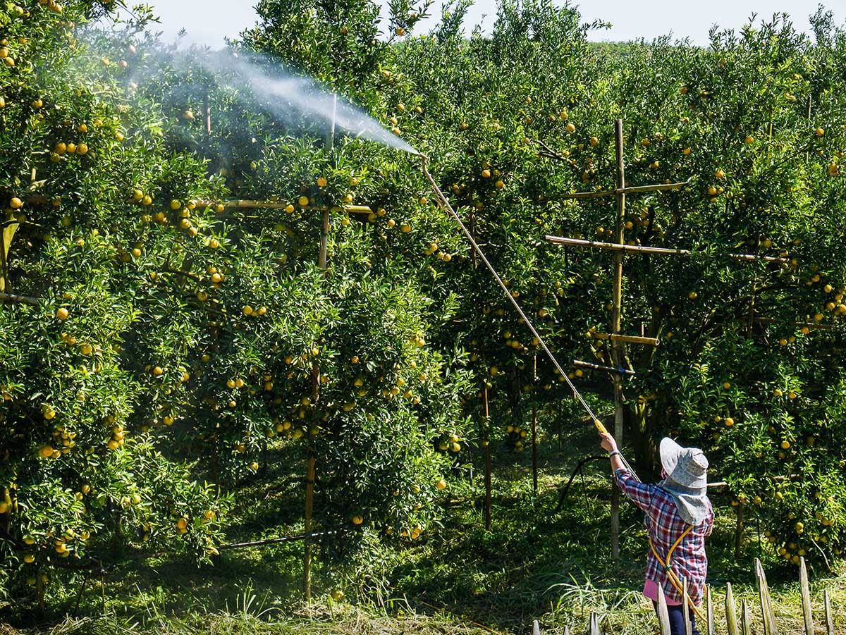 Fertilizing Fruit & Nut Trees