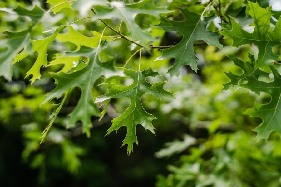 Nuttall Oak For Sale