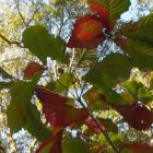 Swamp Chestnut leaves changing color in the fall