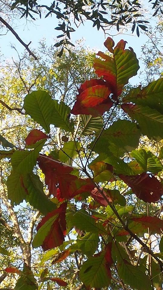 Swamp Chestnut leaves changing color in the fall