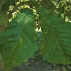 Swamp Chestnut Leaves Close Up