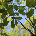 Swamp Chestnut Oak Leaves from Below