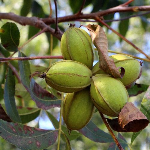 Sawtooth Oak For Sale | Oak Trees & Acorns for Deer | Wildtree