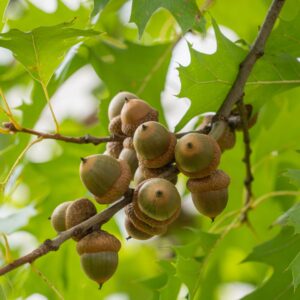 Northern Red Oak Tree Acorn Close Up