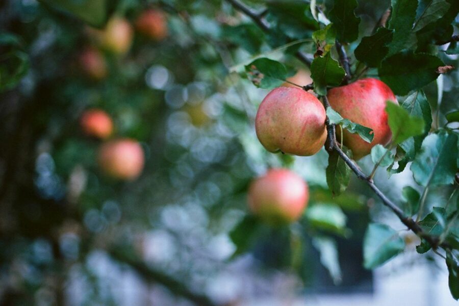 Anna Apple Trees | A Top Tree To Attract Deer | Wildtree.co