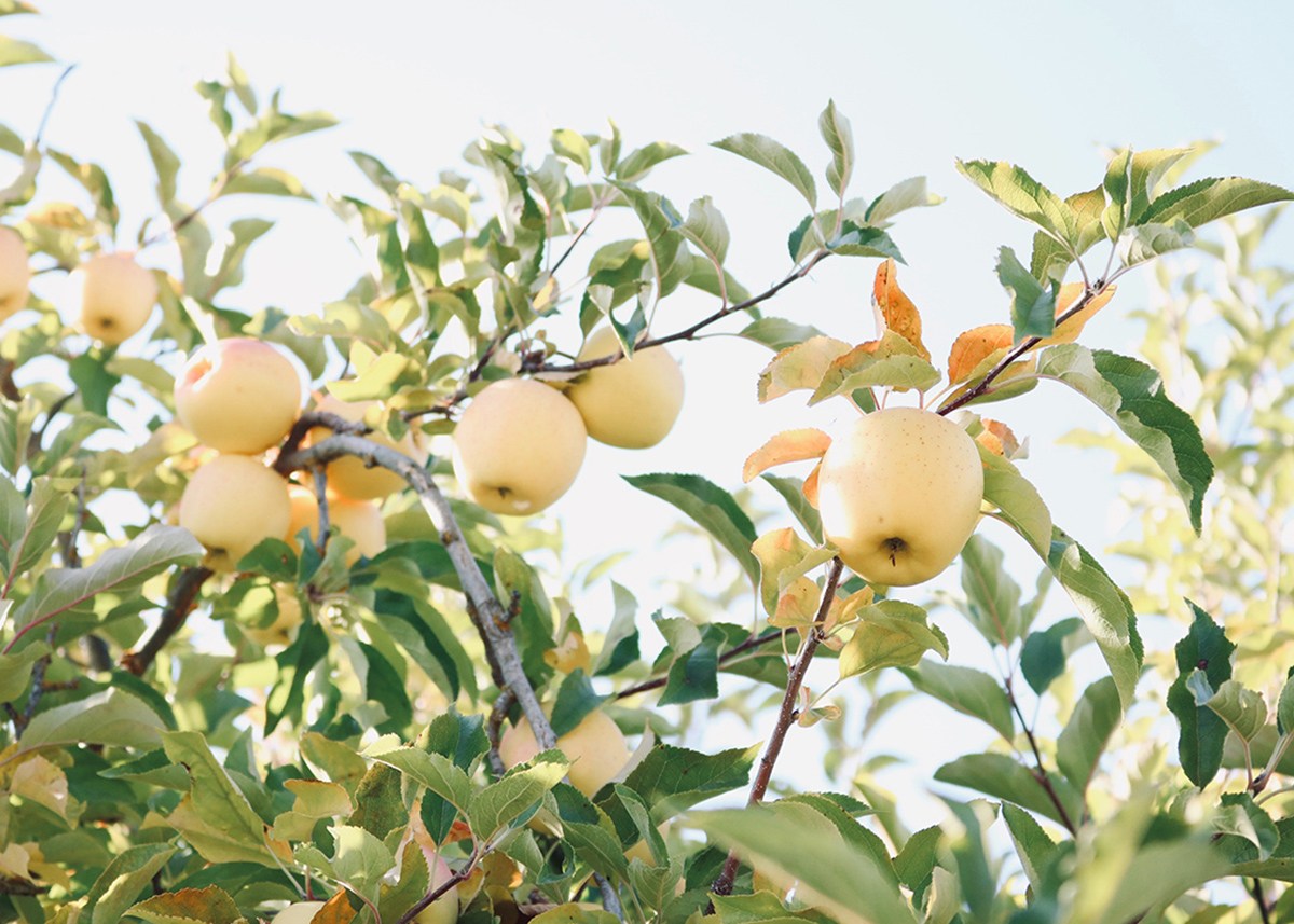 Golden Dorsett Apples Information and Facts