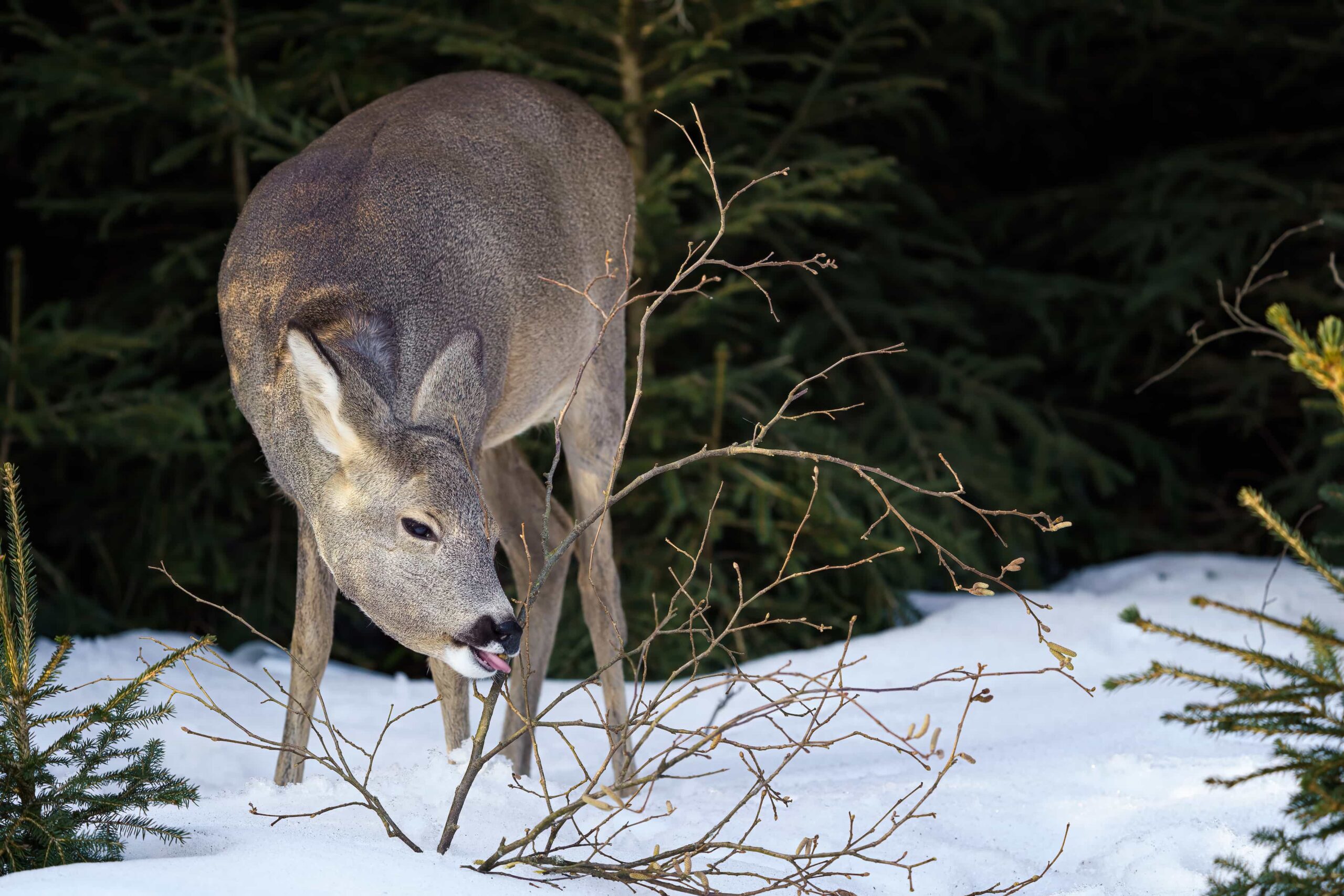 What do fawns clearance eat